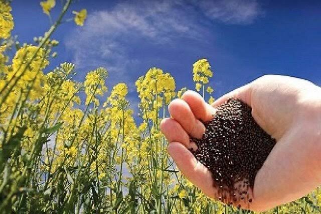گام تازه برای توسعه کشاورزی قراردادی دانه‌های روغنی/ بسته‌های حمایتی برای شرکت‌های پشتیبان تدوین می‌شود